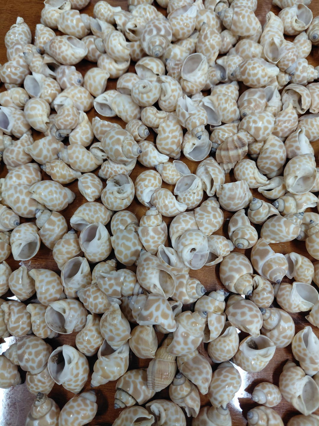 Sea Shell-3 1