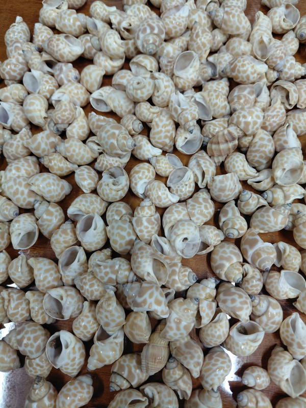 Sea Shell-3