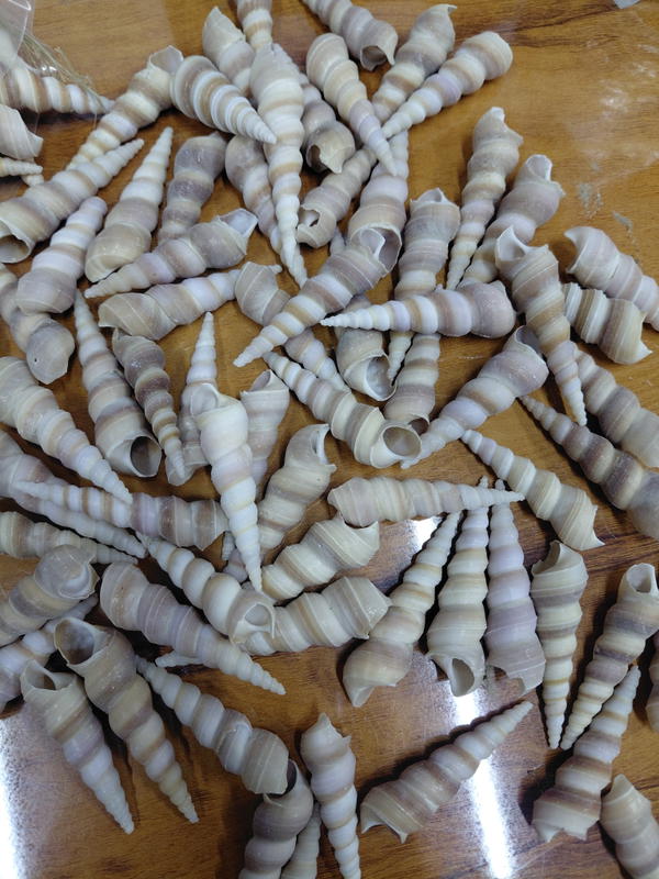 Sea Shell_02