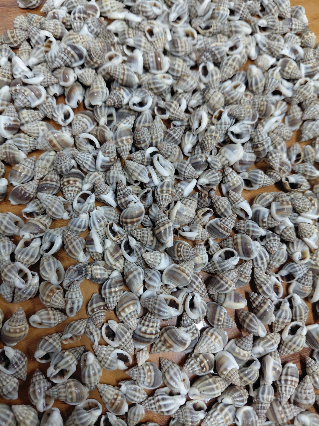 Sea Shell 1 1