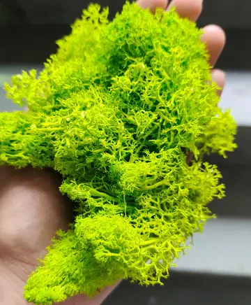 Reindeer moss grass - Light Green 1