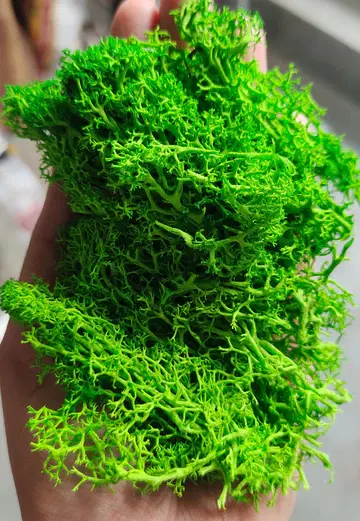 Reindeer moss grass - Dark Green 1
