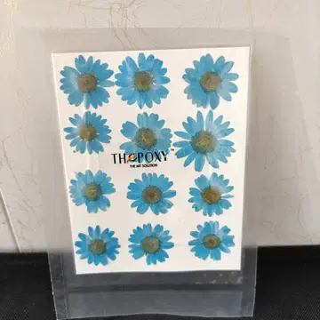 Pressed Flower_Daisy Blue_1 1