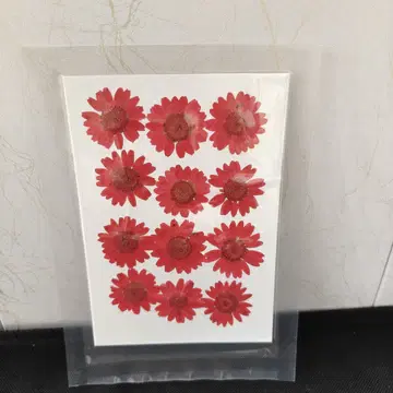 Pressed Flower_Daisy Red 1