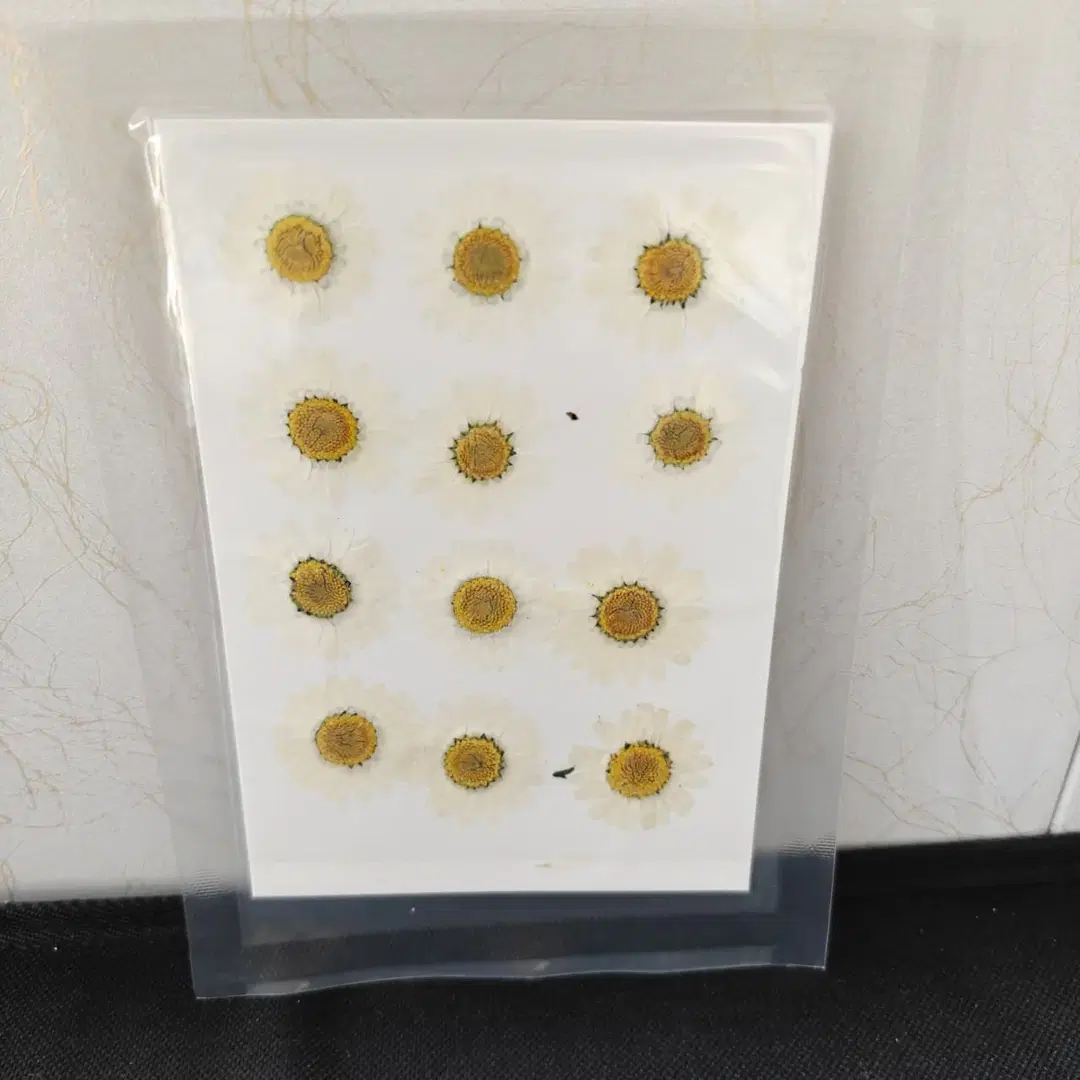 Pressed Flower_Daisy White 1