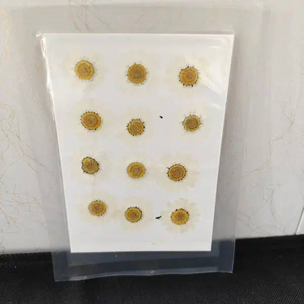 Pressed Flower_Daisy White