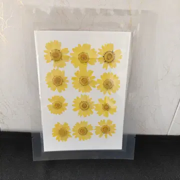 Pressed Flower_Daisy Light Yellow 1
