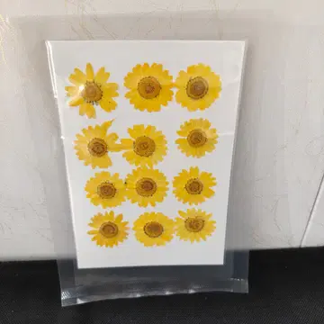 Pressed Flower_Daisy Yellow
