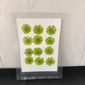 Pressed Flower_Daisy Green_2 1