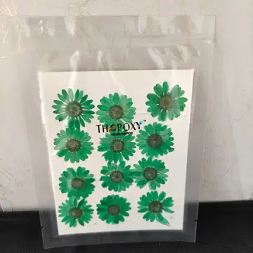 Pressed Flower_Daisy Green_3