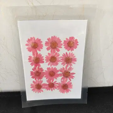 Pressed Flower_Daisy Pink_1