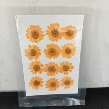 Pressed Flower_Daisy Orange
