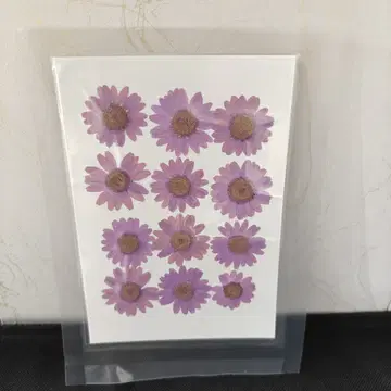Pressed Flower_Daisy Purple_1 1