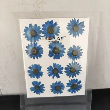 Pressed Flower_Daisy Dark Blue 1
