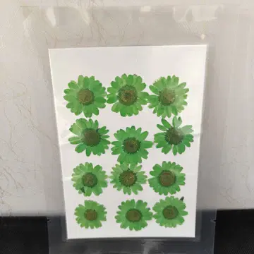 Pressed Flower_Daisy Green