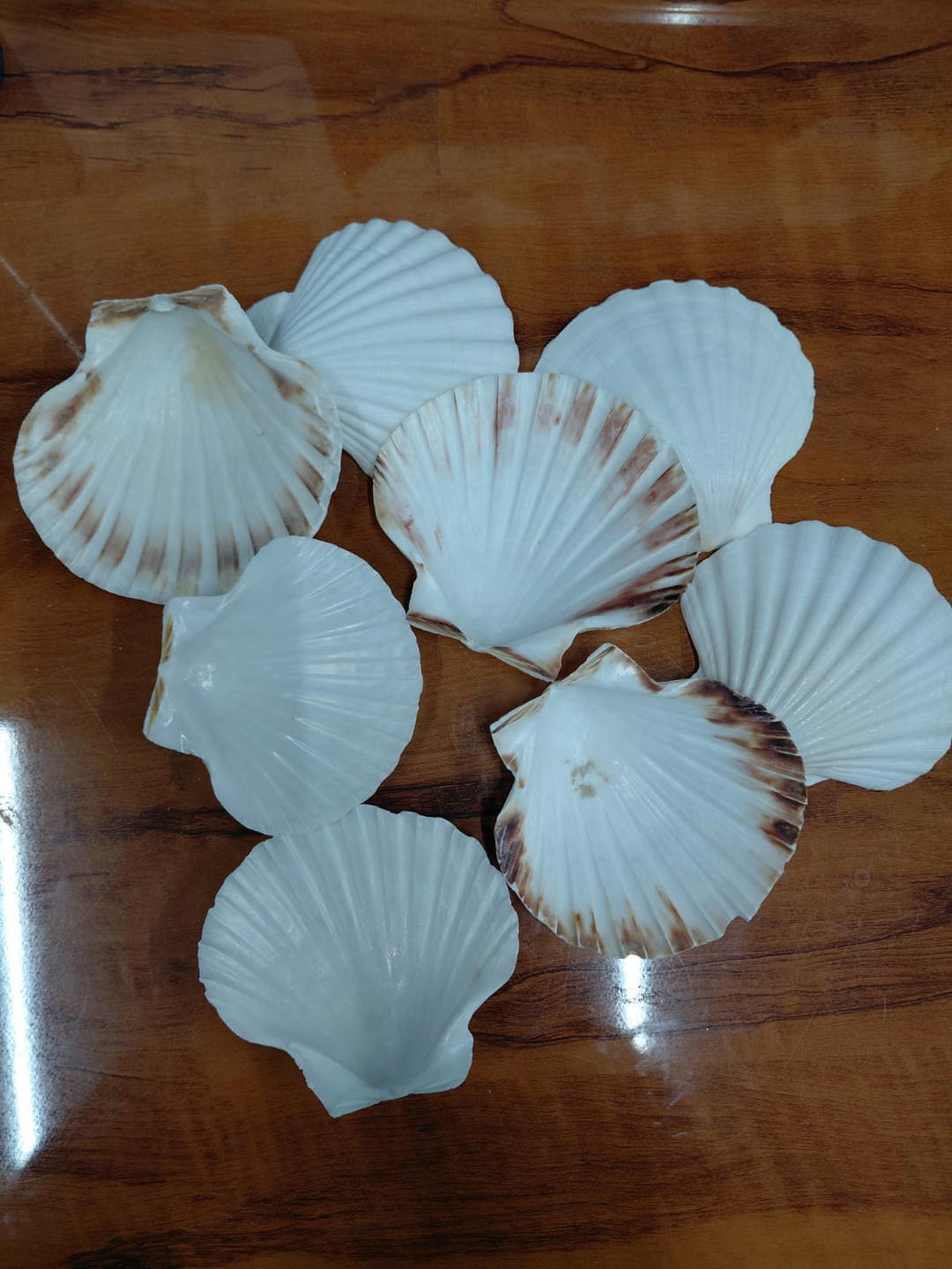 Sea Shell-22 1