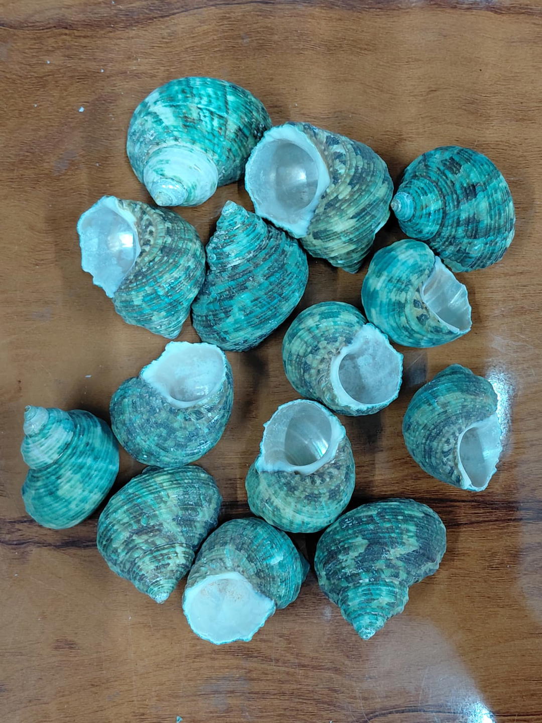 Sea Shell-21 1