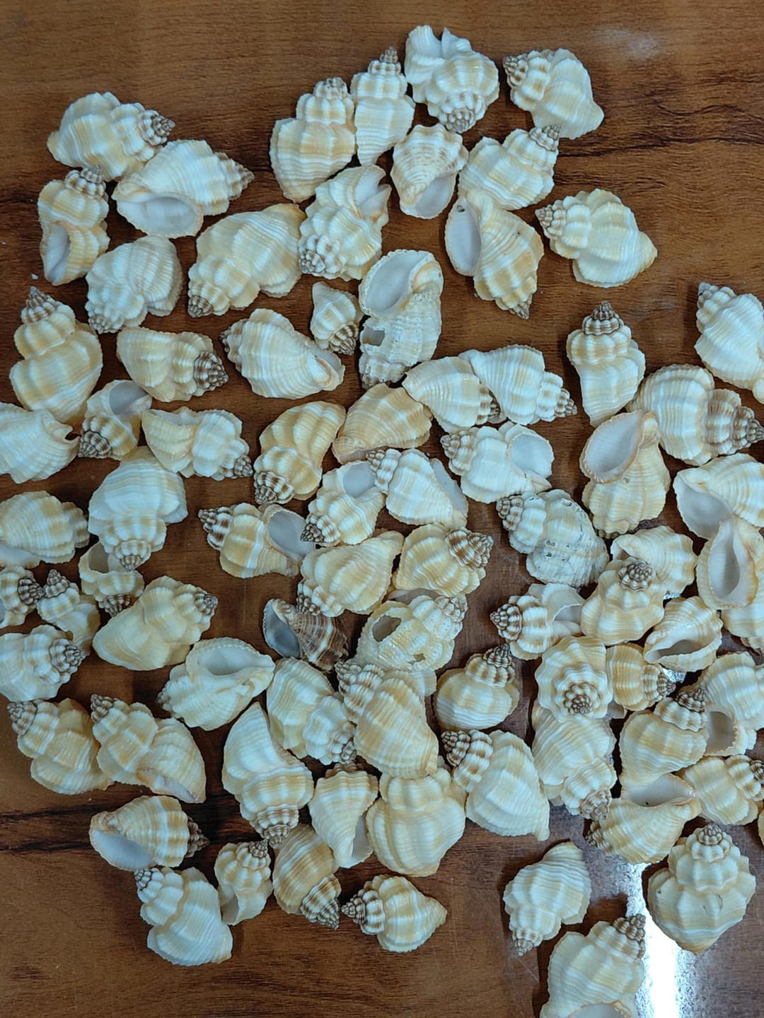 Sea Shell-20 1
