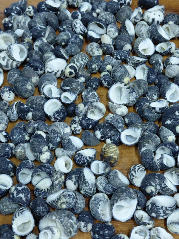 Sea Shell-19