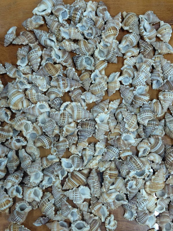 Sea Shell-18