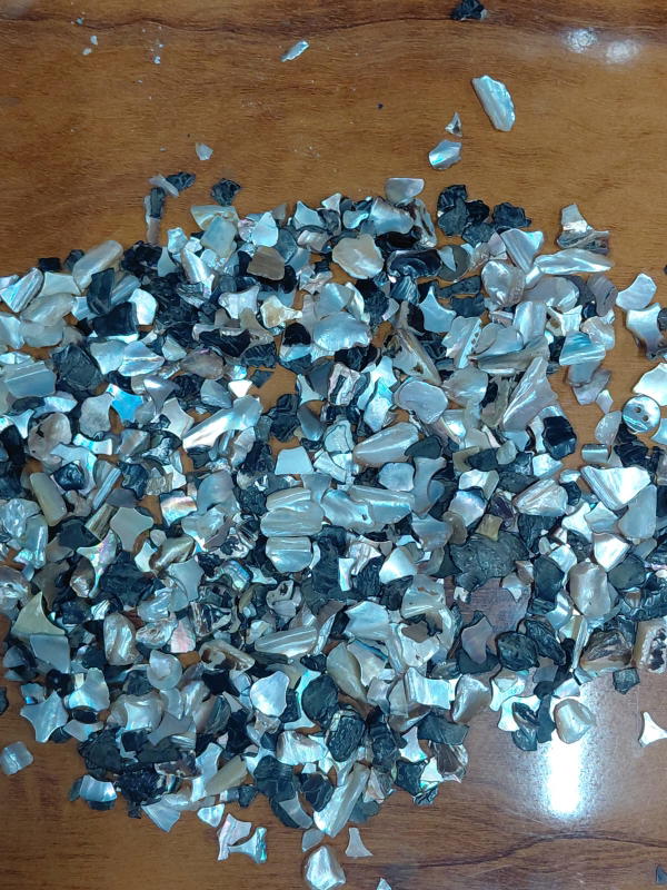 Sea Shell-17