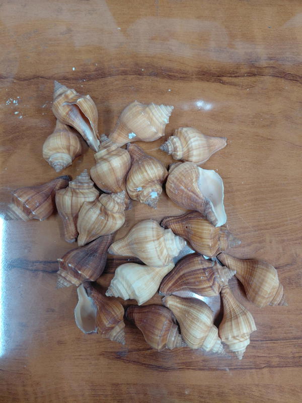 Sea Shell-16