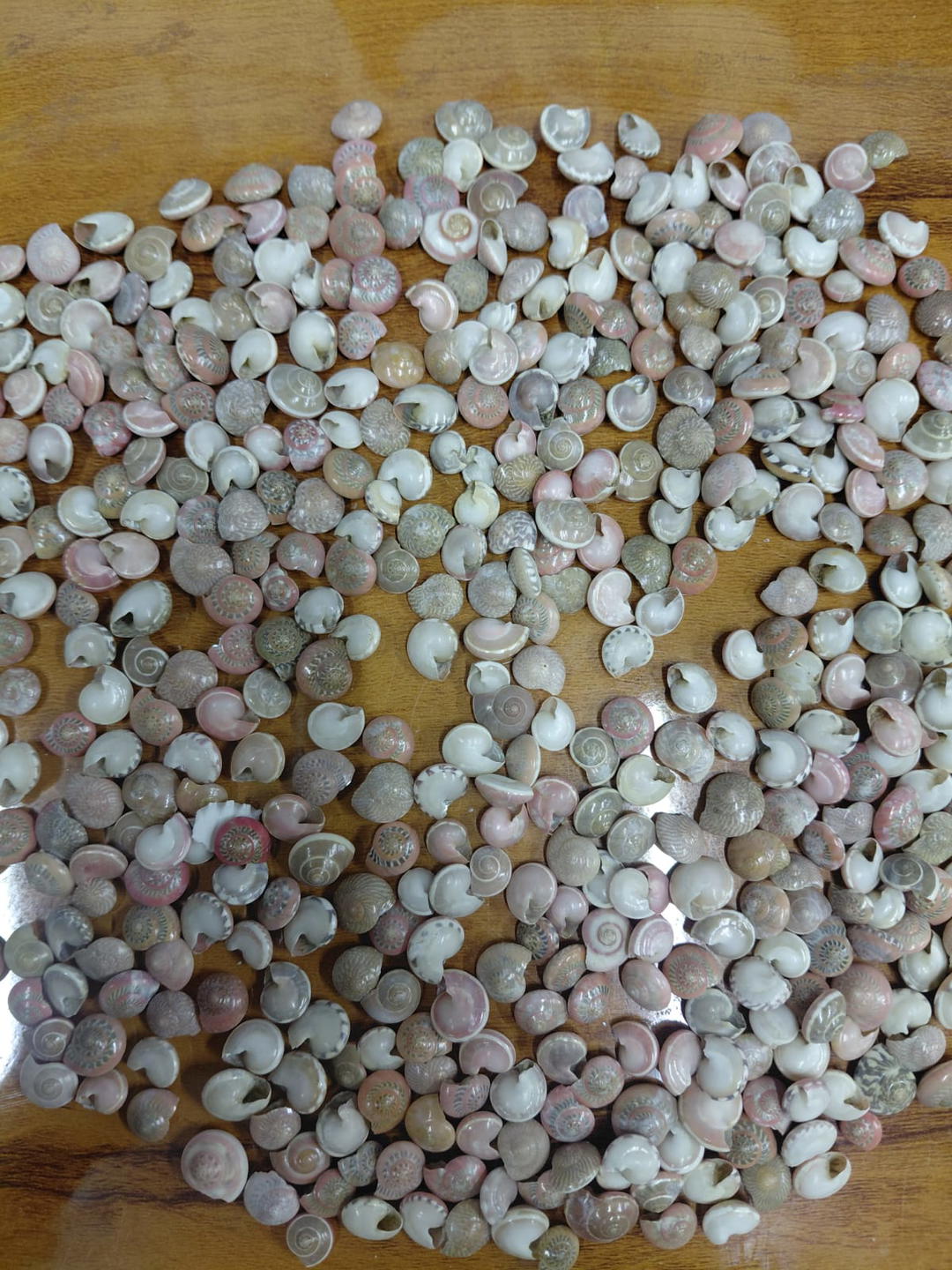 Sea Shell-15 1