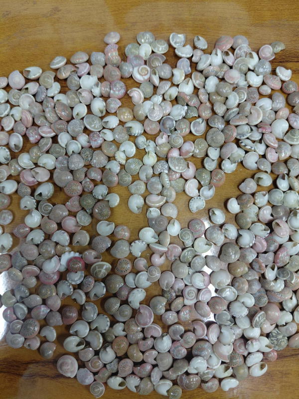 Sea Shell-15