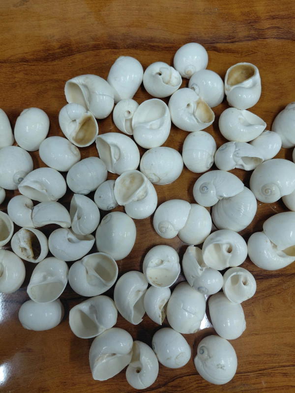 Sea Shell-14