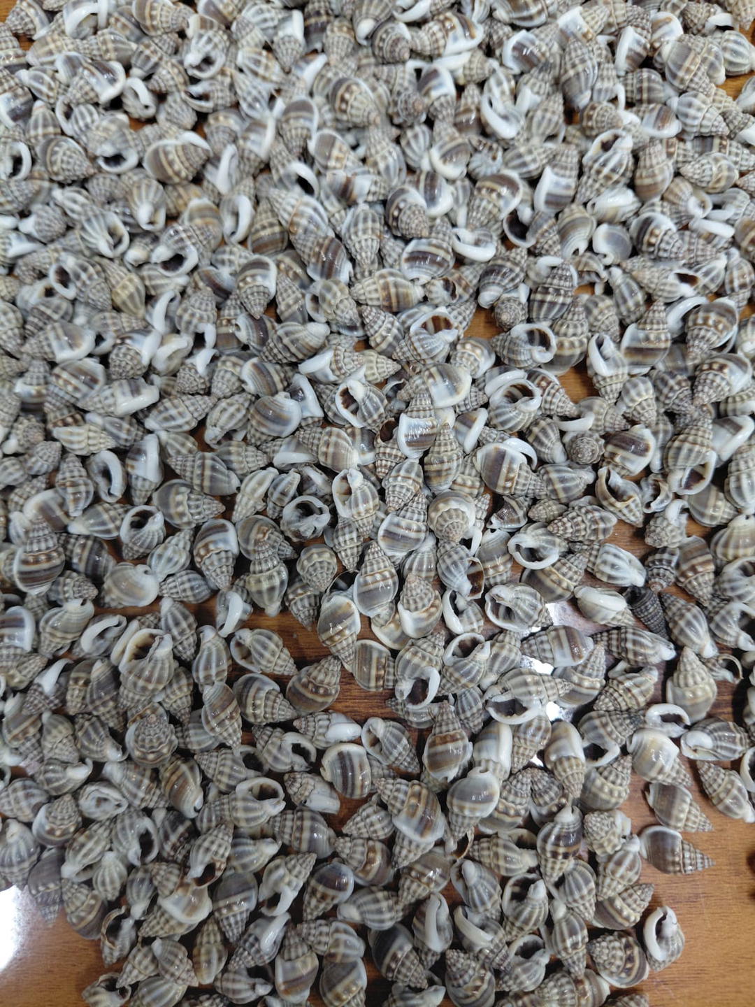 Sea Shell-13 1