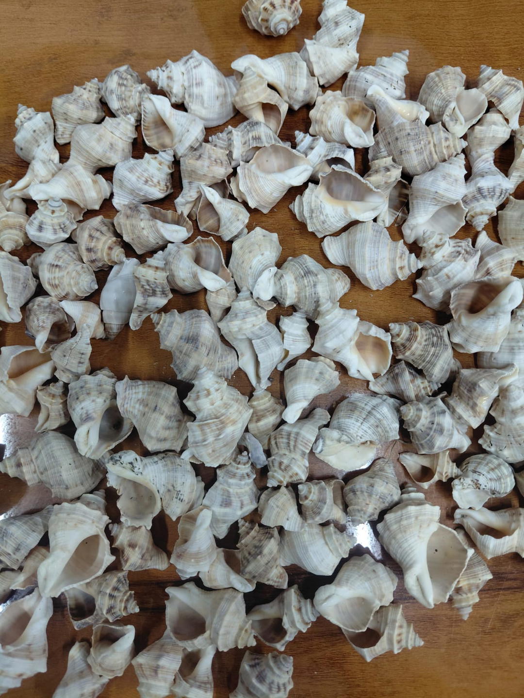 Sea Shell-12 1