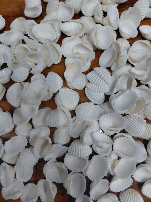 Sea Shell-11