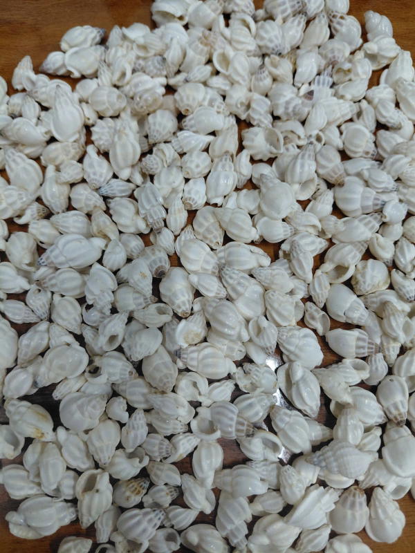 Sea Shell-10
