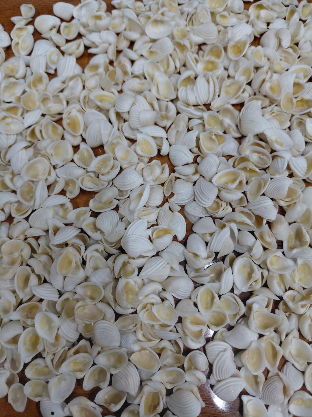 Sea Shell-9 1