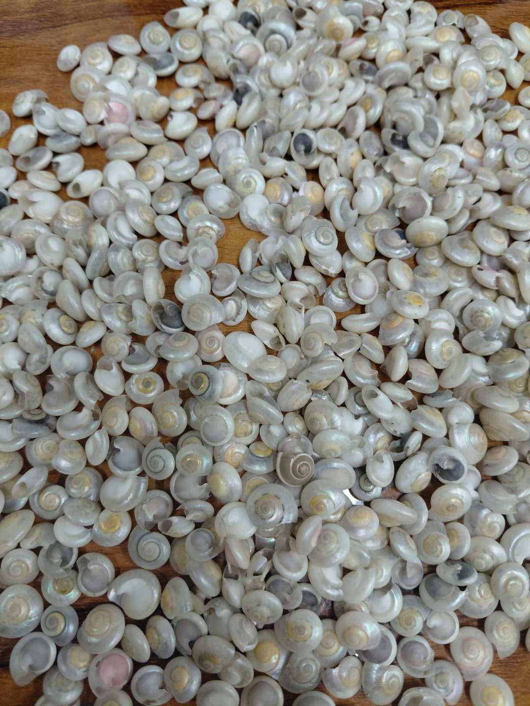Sea Shell-8 1
