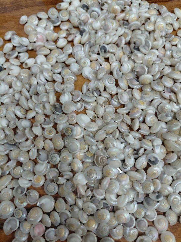 Sea Shell-8