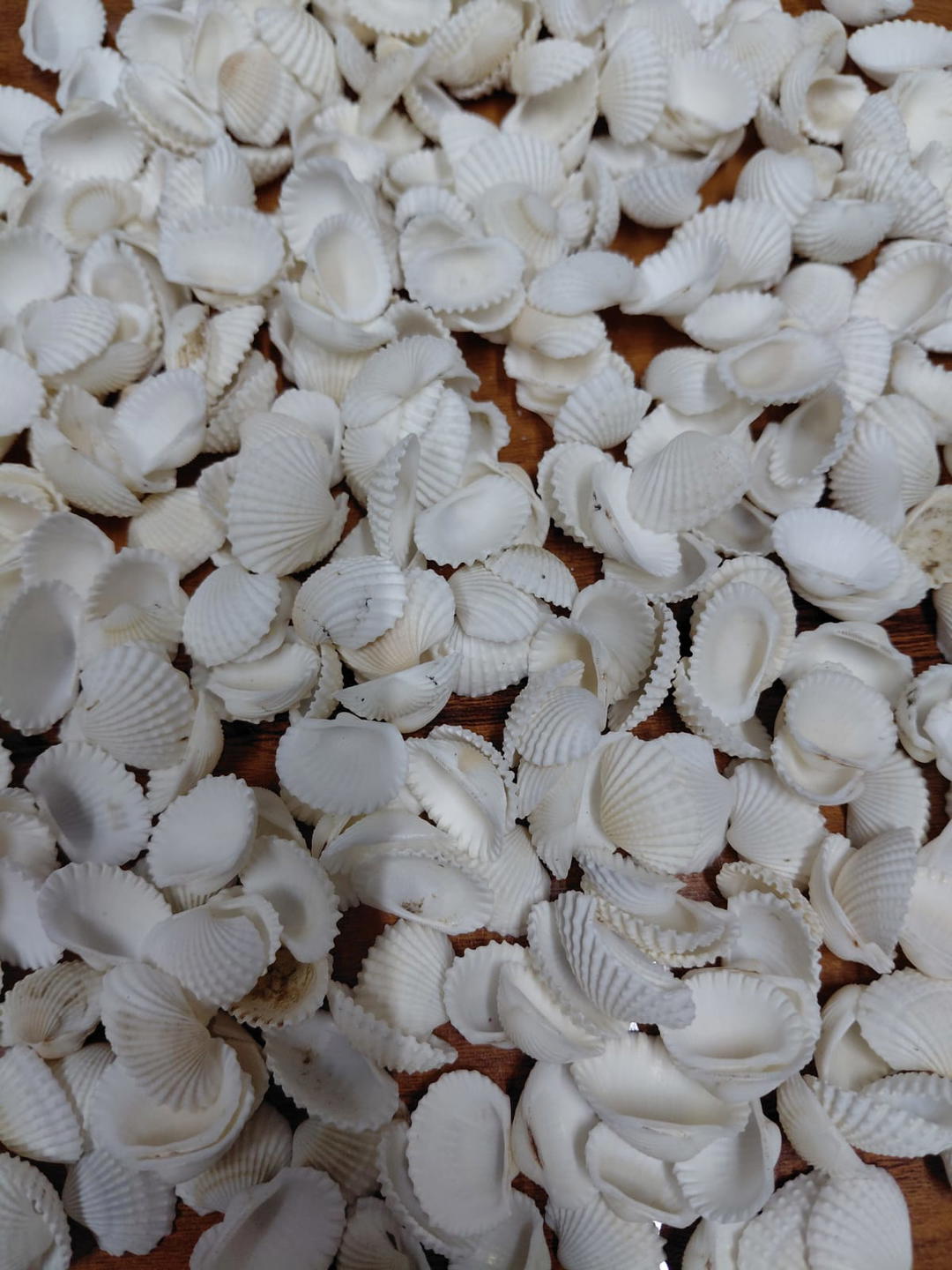 Sea Shell-5 1