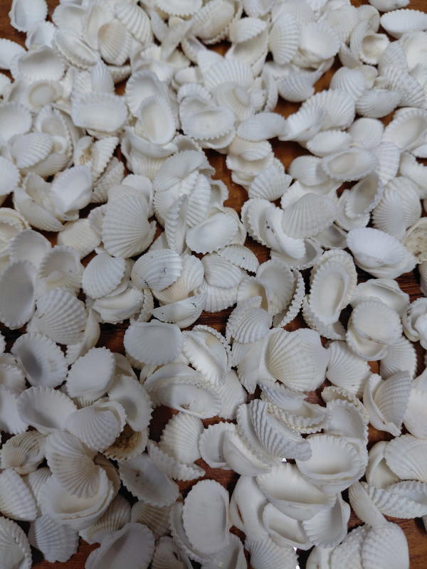 Sea Shell-5
