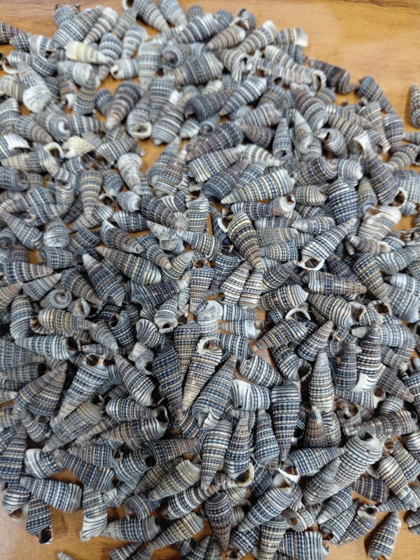 Sea Shell-4